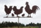 Hühner auf der Stange 67x32cm Geflügel Huhn Hahn Küken Gartenstecker Edelrost Gartendeko Rost Metall Rostfigur von Steinfigurenwelt