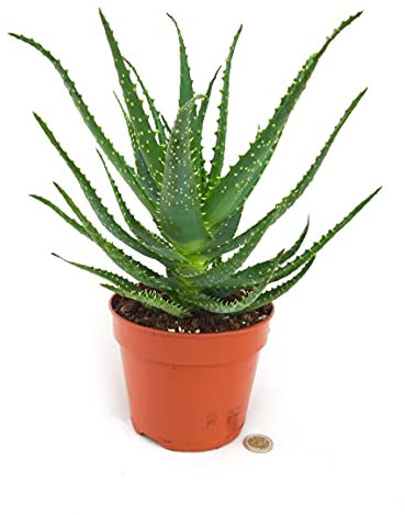 POWERS TO FLOWERS - ALOE ARBORESCENS, VASO 15CM, pianta vera