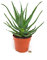 POWERS TO FLOWERS - ALOE ARBORESCENS, VASO 15CM, pianta vera