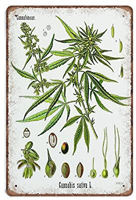 DAIERCY Cannabis Botanical Tin Signs - Botanical Cannabis Sativa Print Funny Vintage Metal Sign Plaqu Poster Wall Art Pub Bar Kitchen Garden Bathroom Home Decor, 140x200 mm