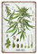 DAIERCY Cannabis Botanical Tin Signs - Botanical Cannabis Sativa Print Funny Vintage Metal Sign Plaqu Poster Wall Art Pub Bar Kitchen Garden Bathroom Home Decor, 140x200 mm