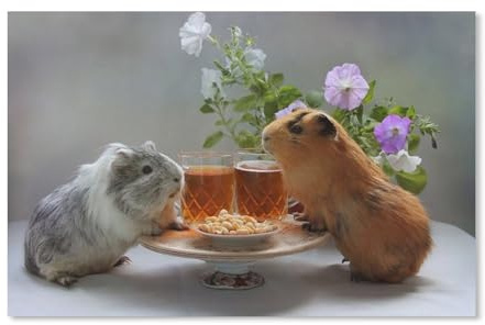 Zwei Meerschweinchen, Bier, Essen，Puzzles 1000 Teile für Erwachsene, Klassische Puzzle Kinder Puzzle Herausfordernde Und Schwierige Rätsel für Erwachsene Und Jugendliche（38x26cm）-A202
