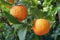 100 Samen ★ ★ Winterharter Orangenbaum ★ ★ ''poncirus trifoliata'' -Bitterorange- ★★ -25°C ★★