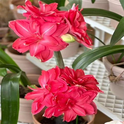 Amaryllis kaufen,Amaryllis-Zwiebeln, amaryllis pflanze,winterharte Stauden, aromatische Pflanzen, Terrasse, Balkon, Garten-2zwiebeln-D