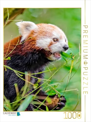 CALVENDO Puzzle Roter Panda | 1000 Teile Lege-Größe 48 x 64 cm Foto-Puzzle für glückliche Stunden