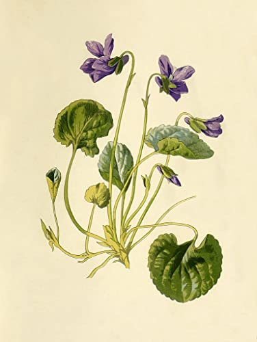 SERAVE Wandkunst Bilder Poster Wandkunst Ölgemälde Süßes Veilchen von Frederick Edward Hulme für Wanddekoration 60x90cm