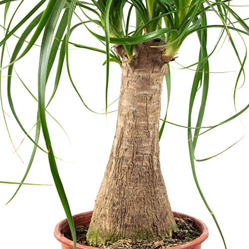 Planta Pata de Elefante Embellece tu Hogar con esta Maravilla Natural