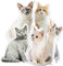 Changtai Personalisiertes 3D Haustier Hund Katze Kissen mit individuellem Bild 3D Tierkissen Bild, 3D-Druck Foto Kissen mit eigenem Foto Personalisierte Geschenke für Kinder Freunde Lieben