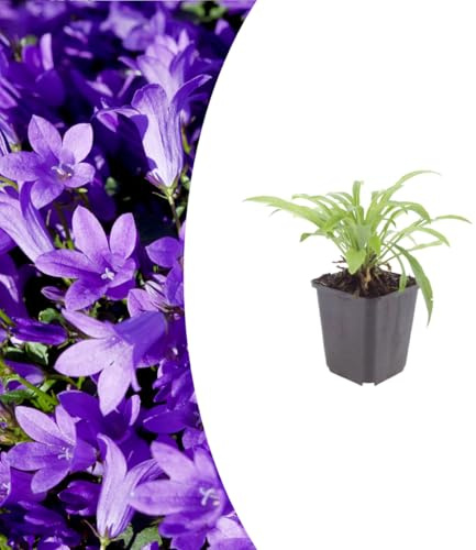 Campanula pers. 'Coerulea' | 6 pièces - 10-25cm - Ø9cm - Plante de jardin