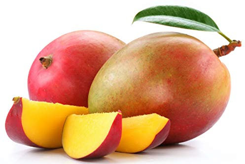 Mango Glenn (Mangifera indica) – Pianta da Frutto Innestata H 140 cm, Varietà Dolce Senza Fibre, Maturazione ad Agosto – FOTO REALI