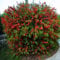 Semi giapponesi Fioritura Quitte Baum (Chaenomeles Japonica) 15 Semi
