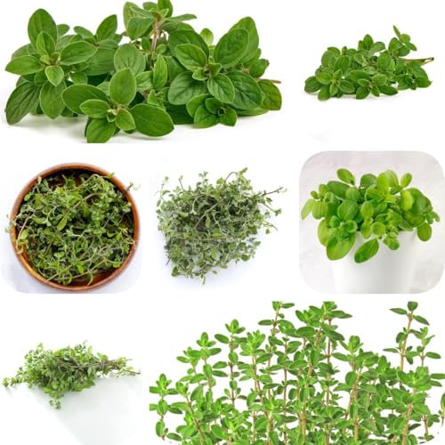 500 pcs Majoran Samen Bio - kräuterlinge pflanzensamen Origanum majorana - wildkräuter samen kräuter praktische geschenke balkongarten dekopflanzen bonsai kaufen exotische pflanzen