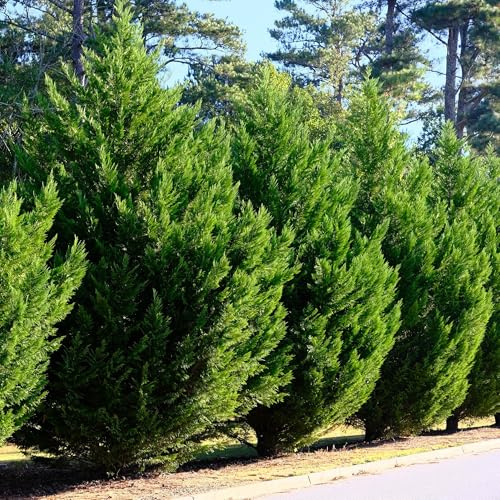 Cyprès de Leyland Cupressocyparis leylandii - Plante de haie à feuilles persistantes - 8 plantes - 1 m - 9 cm de hauteur - 35-40 cm - Croissance rapide et facile d'entretien