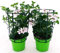 POWERS TO FLOWERS - GERANIO PARIGINO BIANCO HERCULES, PELARGONIUM, 2 PIANTE VASO 14, piante vere