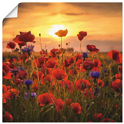 ARTLAND Wanddeko Poster & Kunstdrucke Wandposter 70 x 70 cm Botanik Blumen Mohnblume Foto Rot Mohnblumen im Abendlicht S9RX