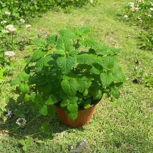 50 pcs katzenminze samen pflanzensamen bio saatgut stauden winterhart mehrjährig wildkräuter samen winterharte stauden catnip saatgut pfefferminze samen samen anzucht katzenminze