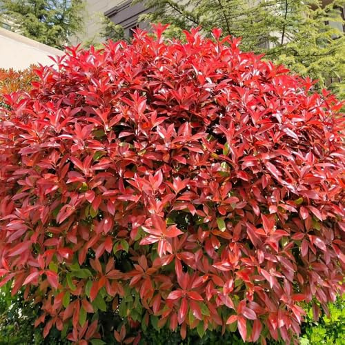 semi di fotinia rossa - Vecchie varietà resistenti tappezzanti in vaso rialzata decorative rara rampicante biologici per 400pcs