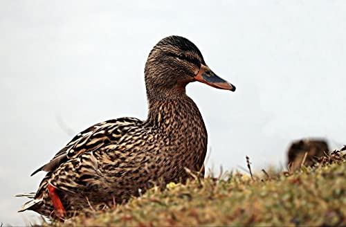 hansepuzzle 27757 - Ente Puzzle 500 Teile - Tierwelt-Puzzle mit hochwertiger Aufbewahrung: Kartonbox und wiederverschließbarem Beutel - Puzzle-Maße: 46 x 30 cm