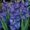 Kalash Neu 100pcs Gladiolen Blumensamen für die Gartenarbeit Blau