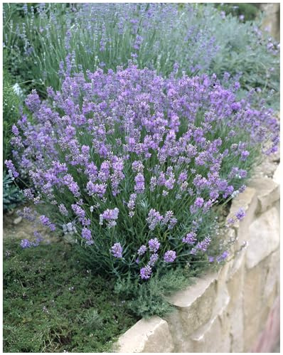 Stauden Gänge 1 x Lavandula angustifolia 'Dwarf Blue' Echter Lavendel | Blaue Staude für Sonne, Blüte Juli bis August, mehrjährig, 9x9 cm Topf