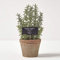 HOMESCAPES Artificial Thyme in Terracotta Pot Decorative Faux Herbs Potted in Decorative Distressed Planter for Indoor Decoration, 16 cm Tall