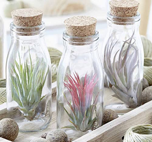 Air Plant in Glass Jar - Cork Bottle Tillandsia - House Plant Gift