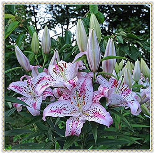 Bulbi di giglio Bulbo fiore Lilium Piante bulbi Bulbi a fioritura estiva Giglio gigante Forte crescita