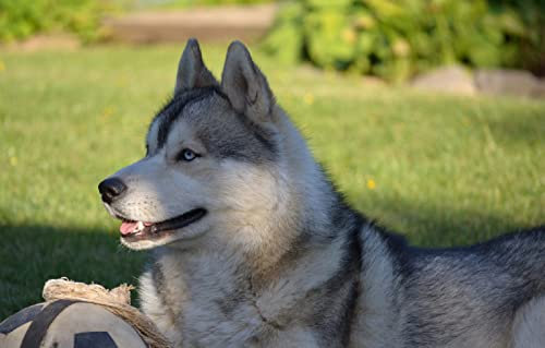 SPJOY dibujos para pintar con numeros pintura por numeros personalizada animal Perro husky siberiano 16X20inch