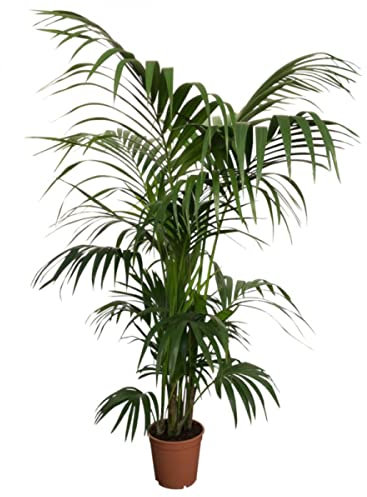 Kentia Palmera de Interior Natural XL Mide Más de 100cm de Altura Howea Planta Natural
