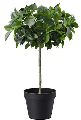 Finchley Striking Artificial potted plant, in/outdoor, Weeping fig stem, 12 cm + A FREE PEN (2)