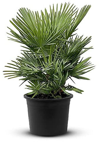 Tropictrees Chamaerops Humilis | Zwergpalme winterhart & kältebeständig, mit einer Höhe von 100 cm | Kleinwüchsig | Outdoor Grünpflanzen | Outdoor Palme