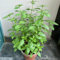 semillas de albahaca perenne resistente, planta de albahaca, plantas resistentes al invierno para contenedores, plantas de jardín de rocas resistentes, jardín de plantas semillas 60pcs