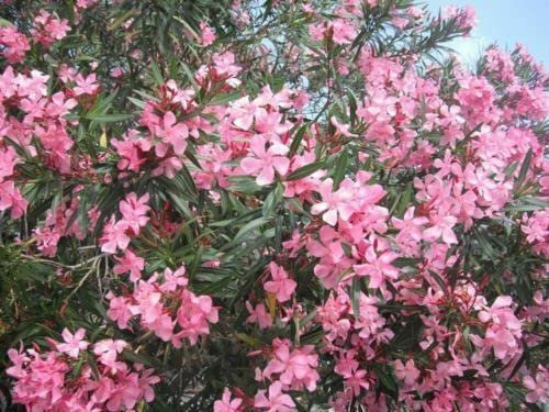50-SEMI DI NERIUM OLEANDER OLEANDRO Rosa:Seeds