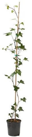 Verdecora Hiedra con Tutor maceta Ø15 cm | Planta Natural Trepadora de Interior y Exterior | Ideal para Decorar Columnas, Rincones y Paredes Verdes