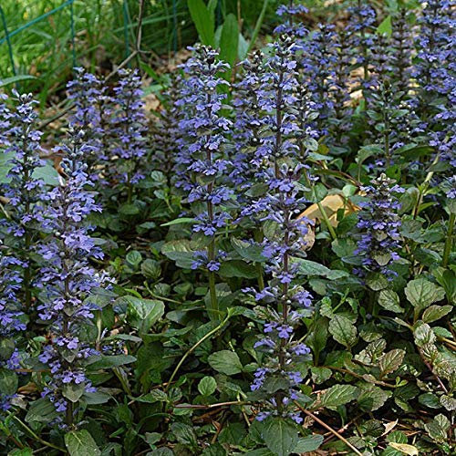 6 x Kriechender Günsel - Ajuga Reptans Topf 9x9cm: Bodendecker für schattige Bereiche.