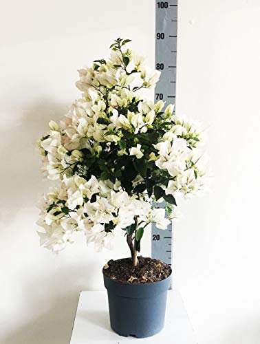 Bouganvillea Vaso 21 (Bianca)