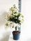 Bouganvillea Vaso 21 (Bianca)
