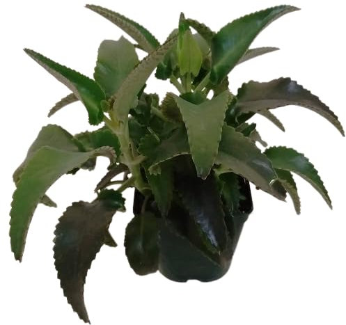 Kalanchoe Daigremontiana Planta Milagrosa Planta Natural de Uso Medicinal