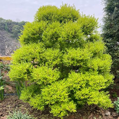 100 pz Semi di siepe di ligustro - Ligustrum lucidum - Regalo di semi di piante, piante resistenti Ligustrum lucido alberi da giardino resistenti piante da balcone resistenti Arbusti
