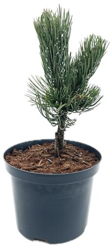 Pinus nigra 'Oregon Green' von Intragarten - Schwarzkiefer 'Oregon Green' im Topf