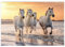 MyPuzzle Weiße Camargue Pferde galoppieren am Strand, Frankreich - Premium 500 Teile Puzzle - MyPuzzle Sonderkollektion von Puzzle Galaxy