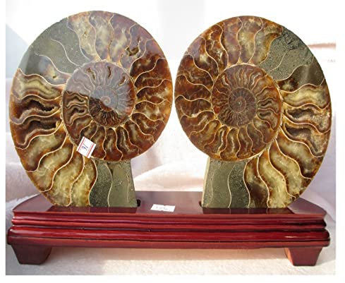 WERWER 1 Paar Ammolit Nautilus Madagaskar Fossil 1400g + Ständer