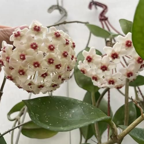 semillas de la planta hoya carnosa, plantas exóticas semillas de flores verano plantas interior regalos para jardineros balcón decoración sala estar para lugares soleados jardín 300pcs