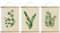 XIAOAIKA 3 Stück Vintage Green Plants Poster Aufhänger Rahmen, Cottagecore Raumdekor Ästhetisch, Muster sind auf Leinen gedruckt, ohne zu verblassen (30 x 40 cm)
