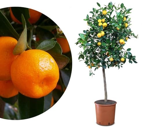 Meine Orangerie Calamondin - veredelte Calamondin Orange - echter Citrusbaum - Calamansi - fruchtreifer Zitrusbaum in Gärtnerqualität - Mini-Orangenbäumchen (Topf Ø 26cm)