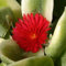Portal Cool Aptenia Cordifolia Impianto Variegata