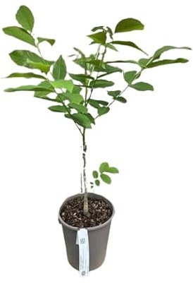 Nogal Árbol Natural Crea un Oasis de Nueces en tu Jardín