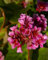 Riesen-Steinbrech Herbstblüte - Bergenie - Bergenia cordifolia Herbstblüte Verpackungseinheit 1