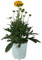 Coreopsis Grandiflora Planta Viva en Maceta – Planta Natural con Flores Amarillas Vibrantes para Jardín, Terraza o Interior – Coreopsis Margaritas Silvestres Fácil Cuidado y Floración Duradera