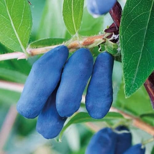 Kamtschatka-Heckenkirsche Leningradzkij Velikan 1L Garten Pflanze mit Schönen Blüten - Die Perfekte Dekoration für Ihr Grundstück - Für Anfänger und Professionelle Gärtner - Leckeres und Gesundes Obst